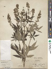 Vitex agnus-castus image