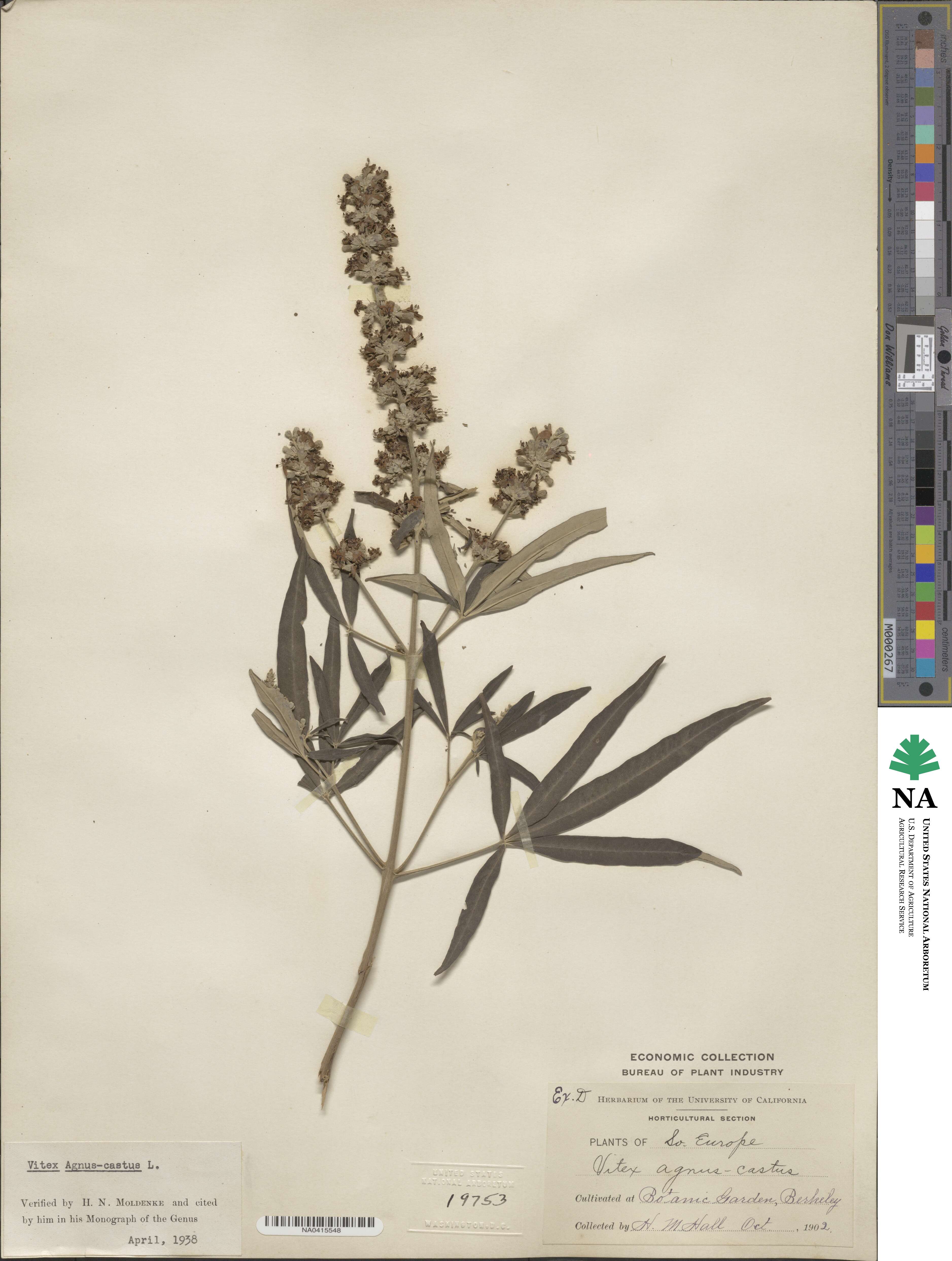 Vitex agnus-castus image