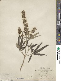 Vitex agnus-castus image