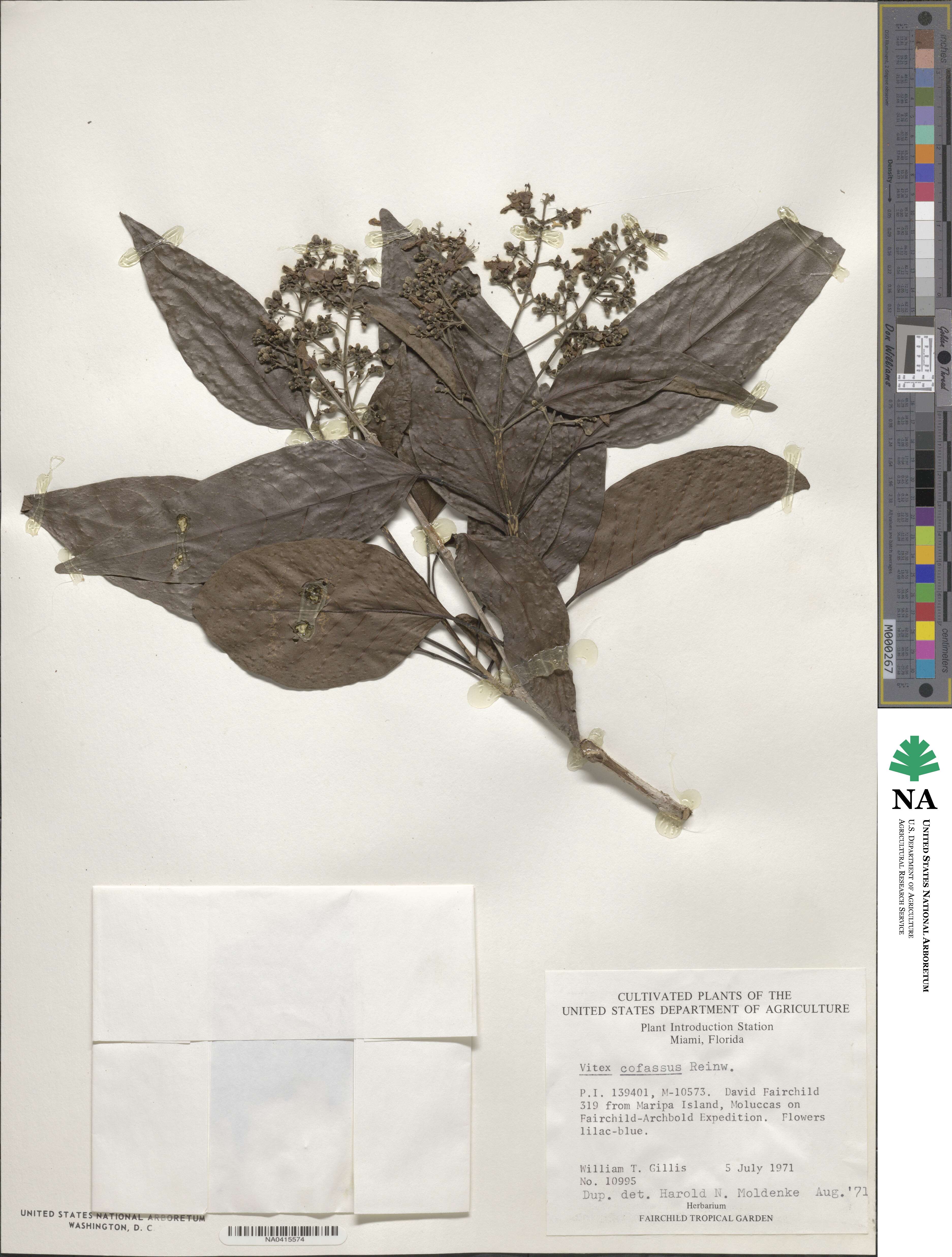 Vitex cofassus image