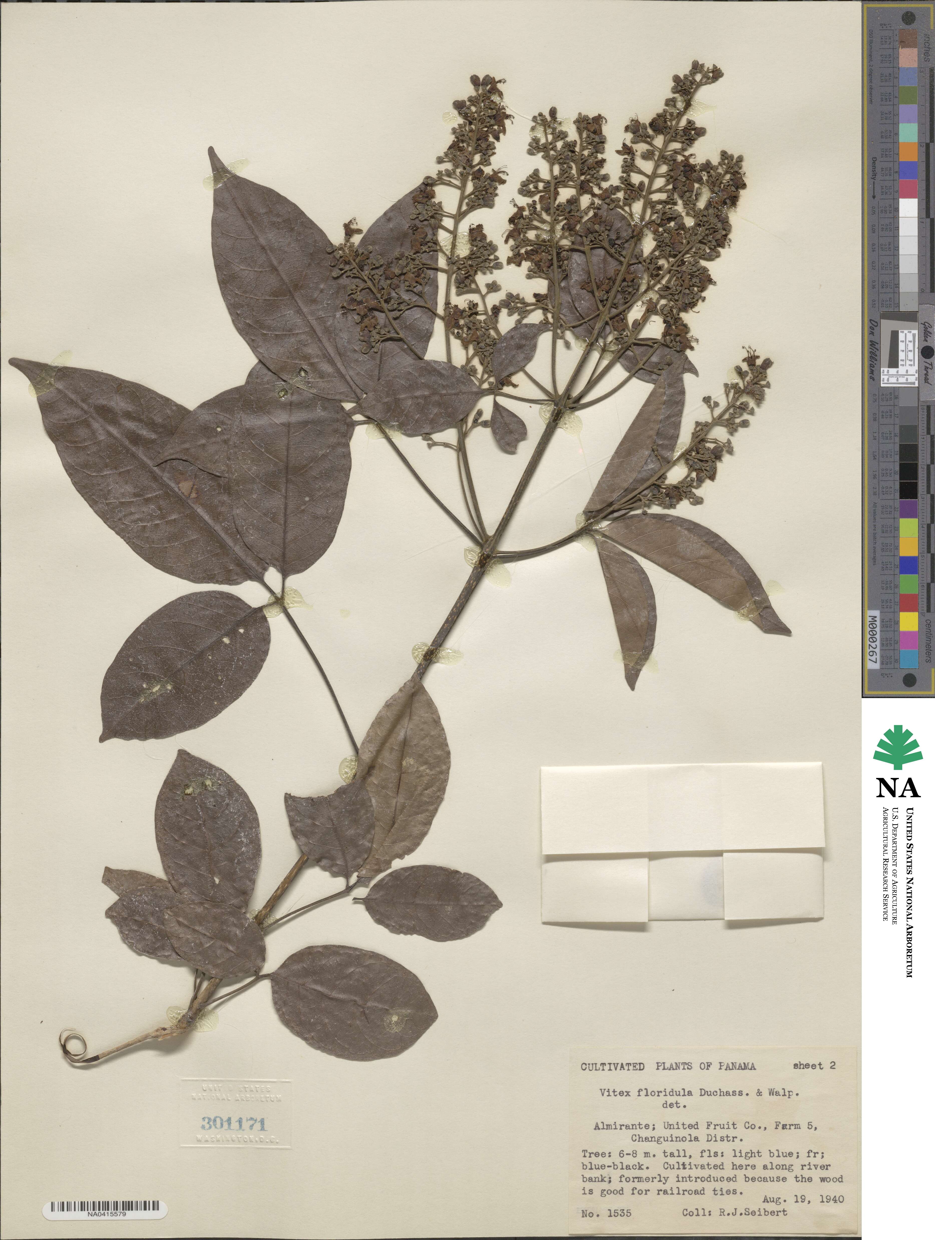 Vitex floridula image