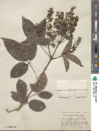 Vitex floridula image