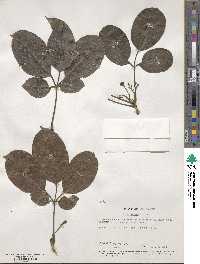 Vitex lucens image