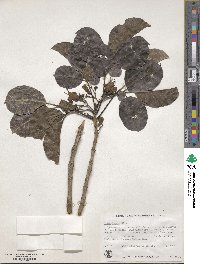 Vitex lucens image