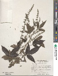 Vitex negundo image