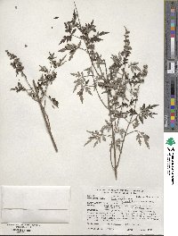 Vitex negundo image