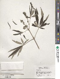 Vitex negundo image