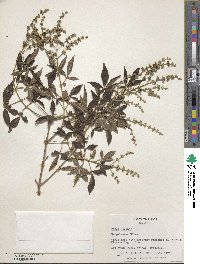 Vitex negundo image