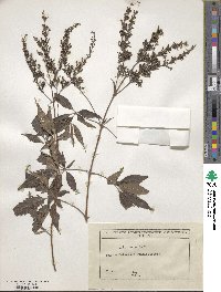 Vitex negundo image