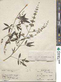 Vitex negundo image