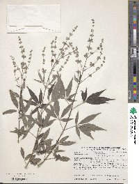 Vitex negundo image