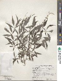 Vitex negundo image