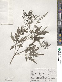 Vitex negundo image