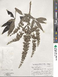 Vitex negundo image