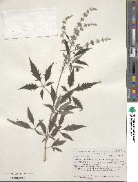 Vitex negundo image