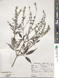 Vitex negundo var. negundo image