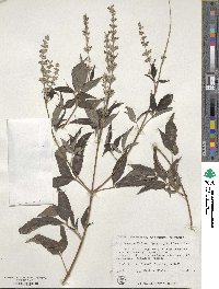 Vitex negundo image