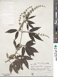 Vitex negundo var. negundo image