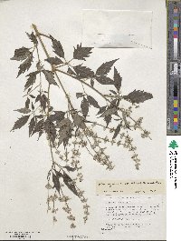 Vitex negundo var. negundo image