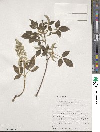 Vitex negundo image