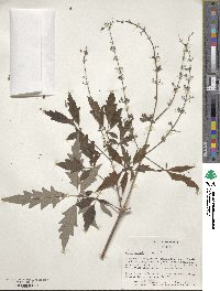 Vitex negundo image