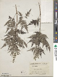 Vitex negundo image