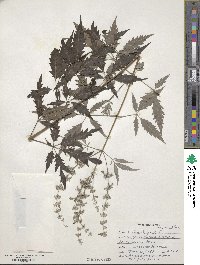 Vitex negundo image