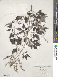 Vitex negundo var. negundo image