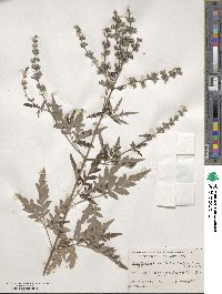 Vitex negundo image