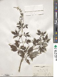 Vitex negundo image