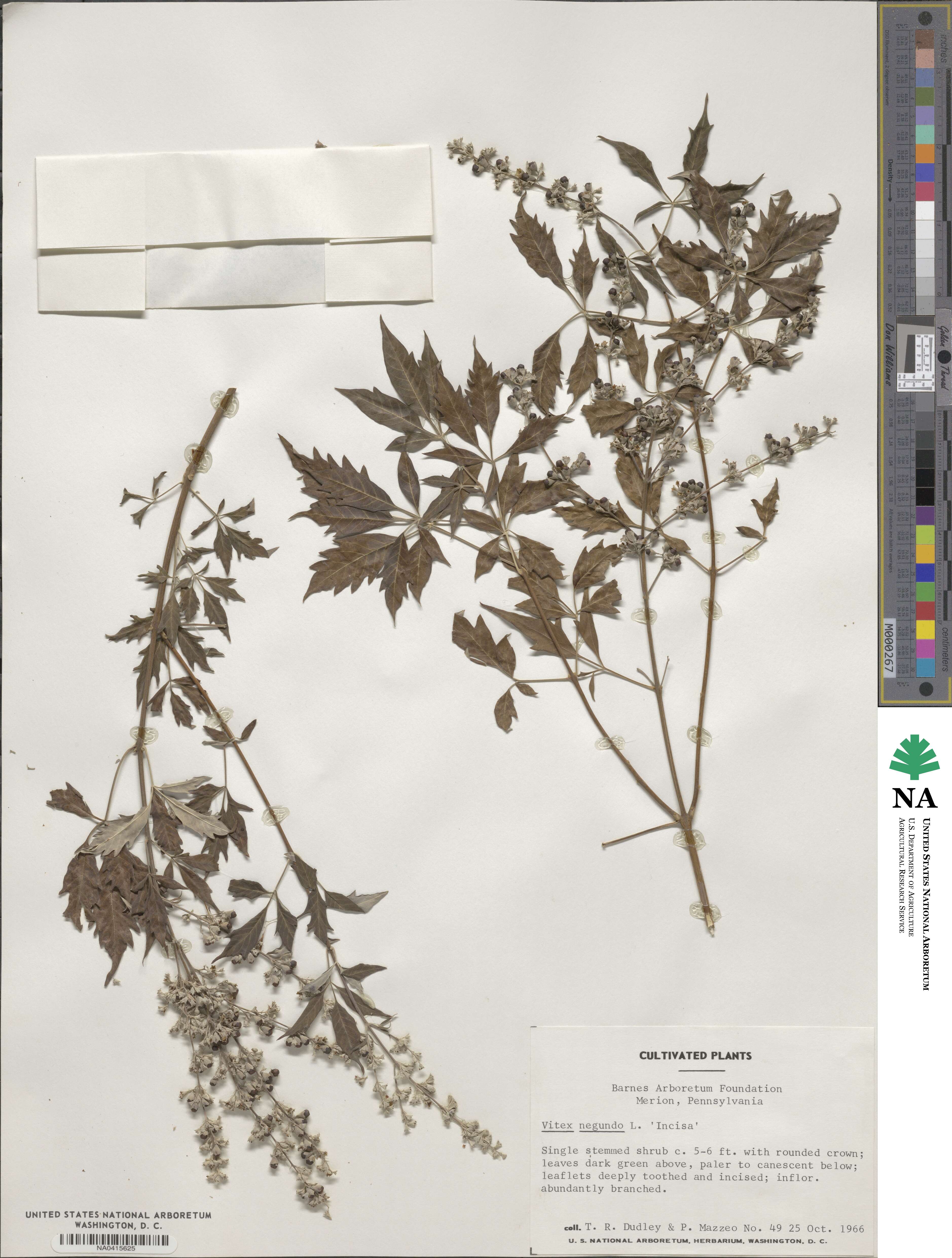 Vitex negundo image