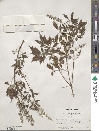 Vitex negundo image