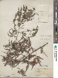 Vitex negundo var. negundo image