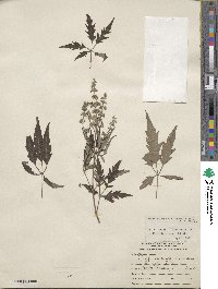 Vitex negundo image