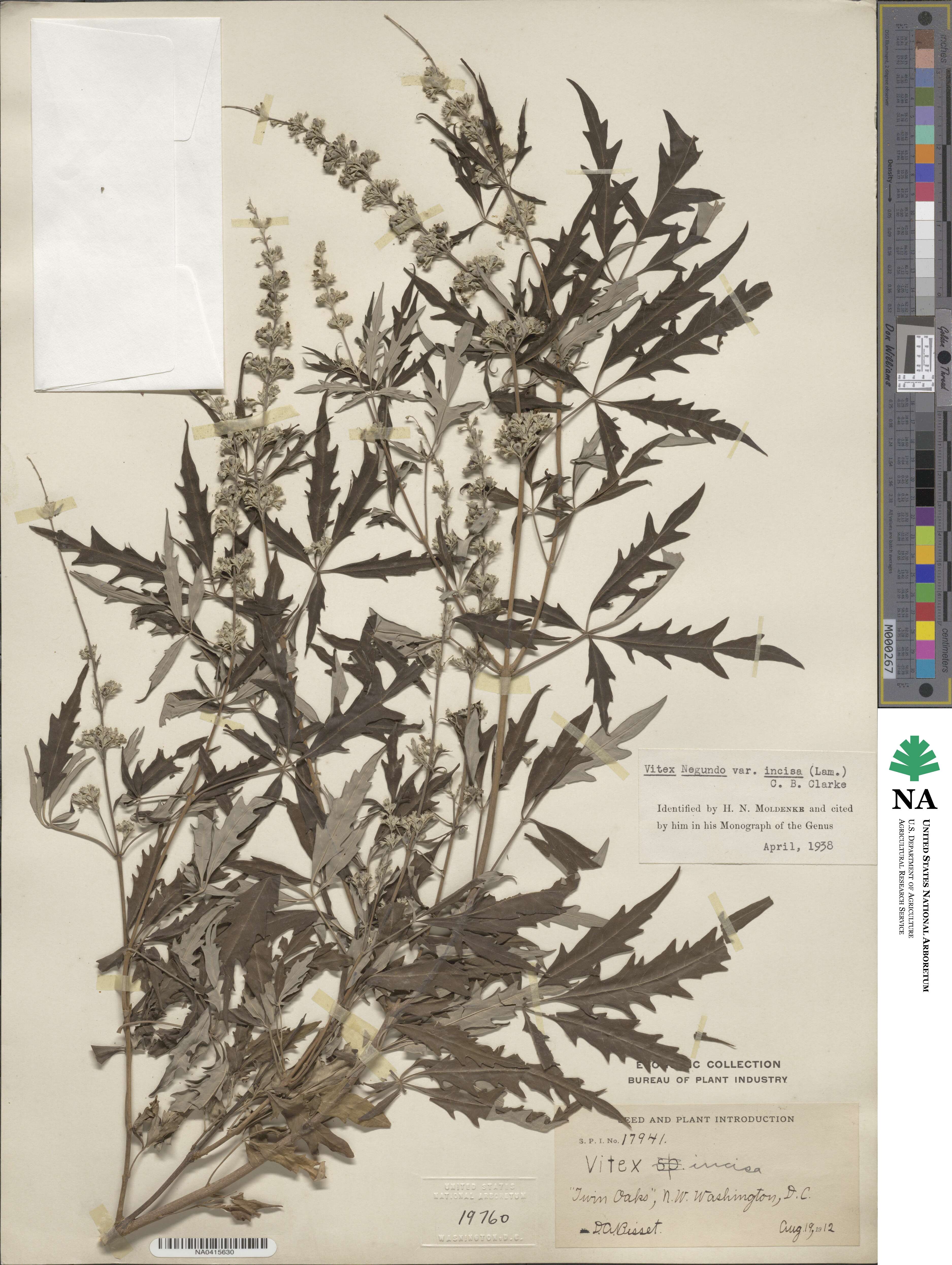 Vitex negundo var. negundo image