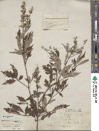 Vitex negundo image