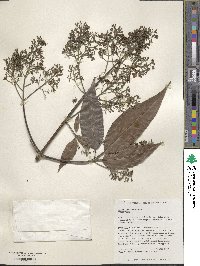 Vitex parviflora image