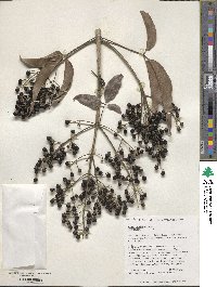 Vitex parviflora image