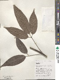 Vitex parviflora image