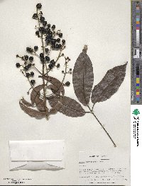 Vitex parviflora image