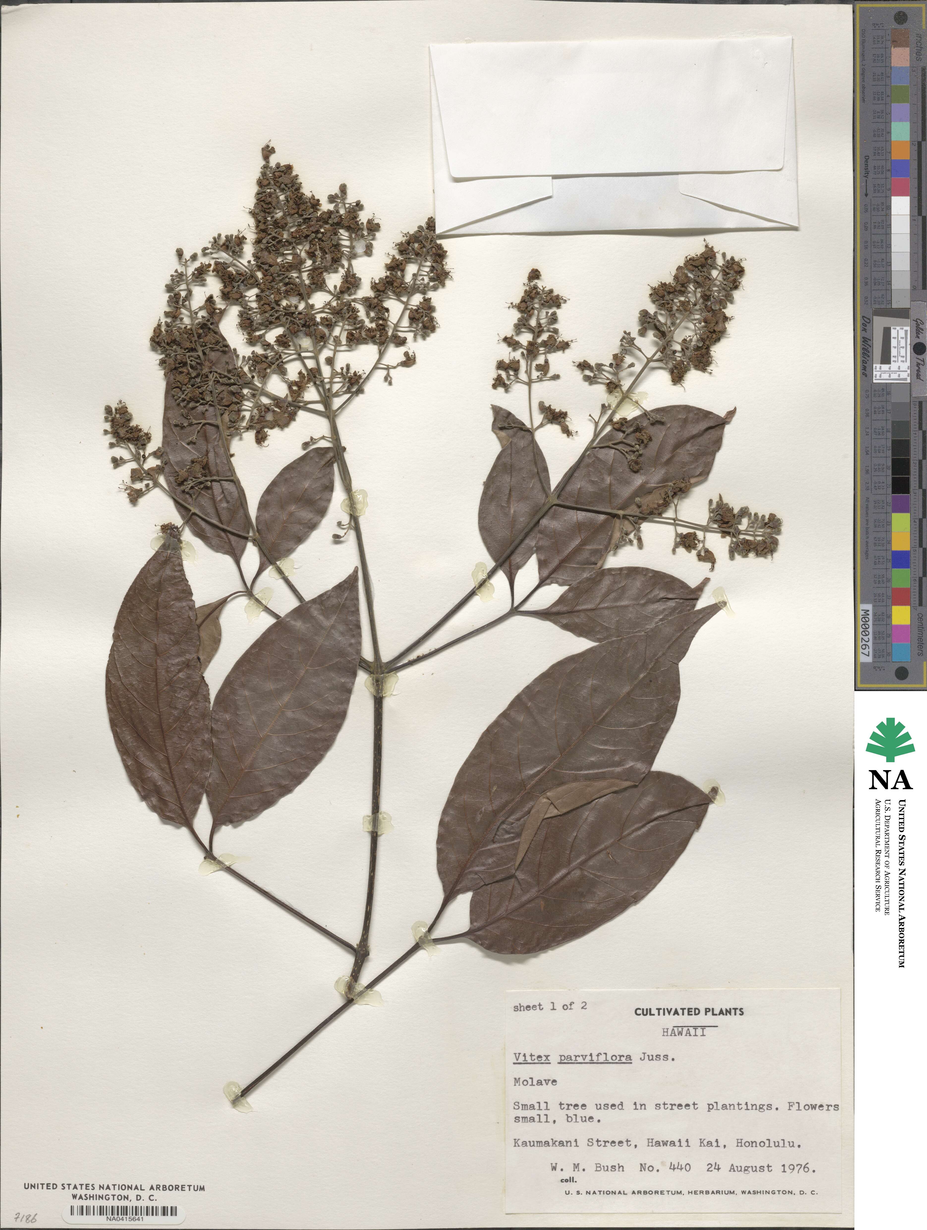 Vitex parviflora image