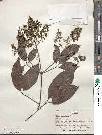 Vitex parviflora image