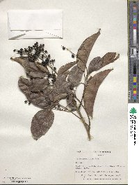 Vitex parviflora image