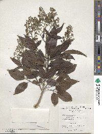 Vitex parviflora image