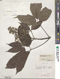 Vitex parviflora image