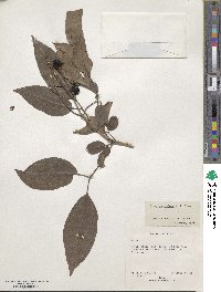 Vitex parviflora image