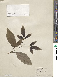 Vitex parviflora image