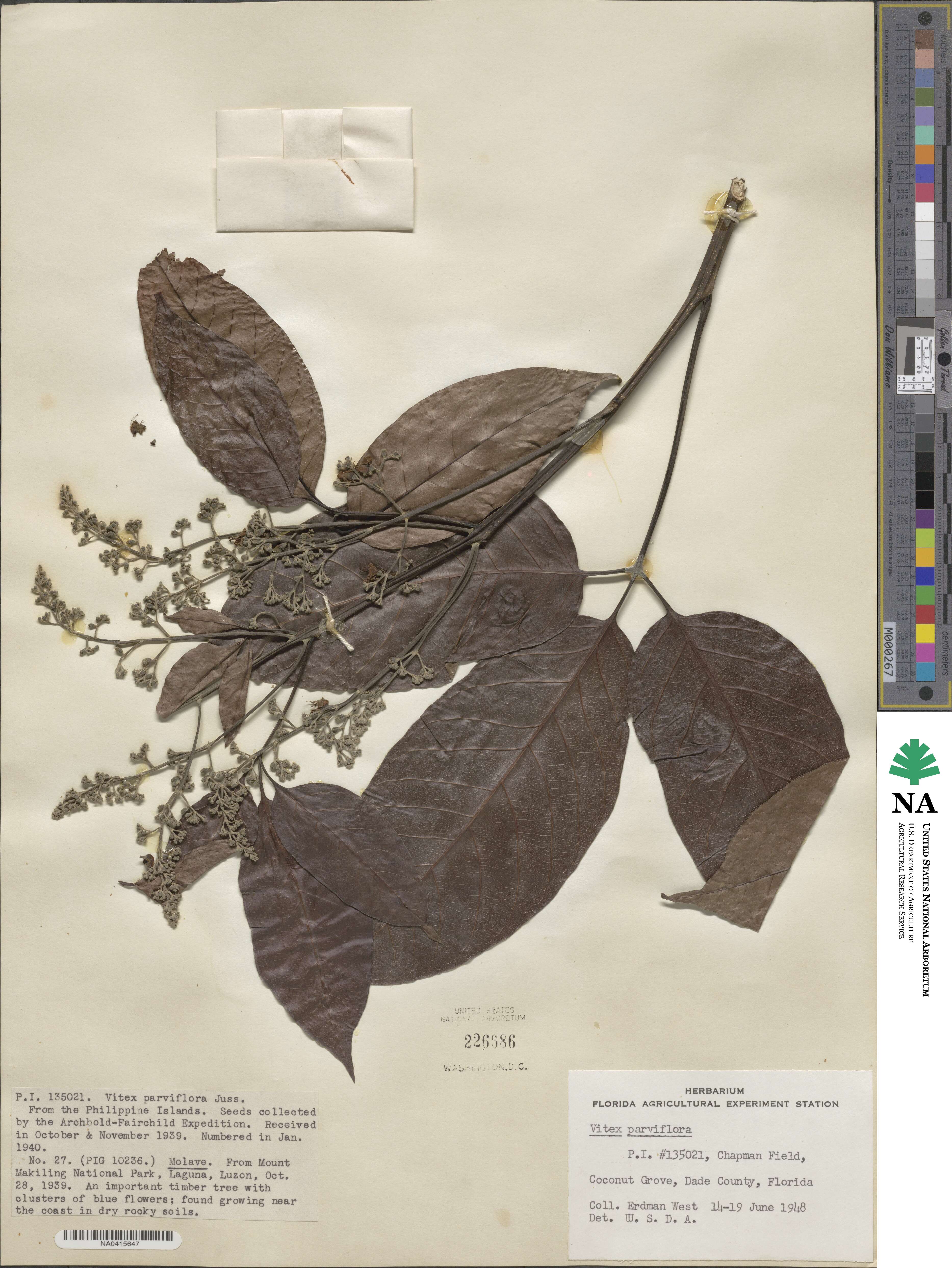Vitex parviflora image