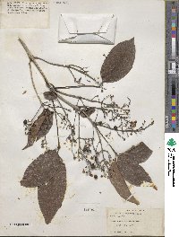 Vitex parviflora image