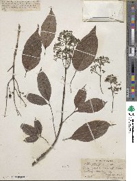 Vitex parviflora image